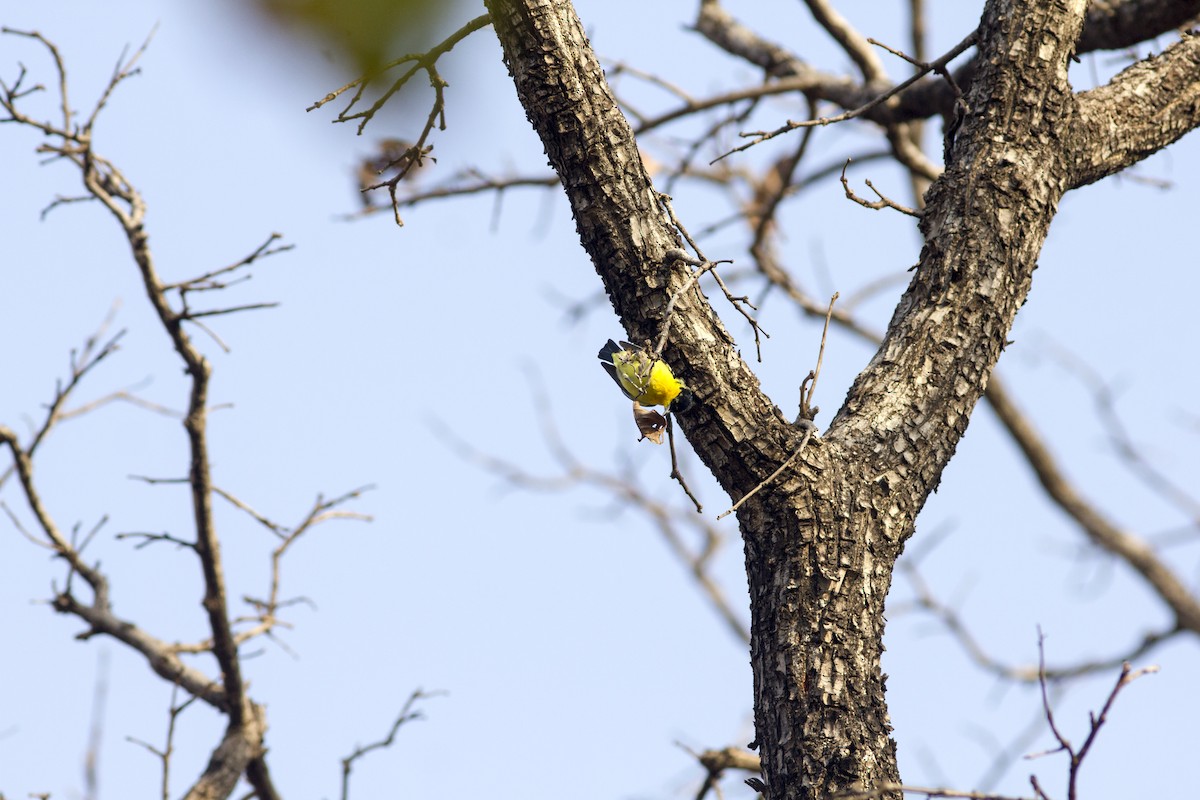 Common Iora - ML441480531