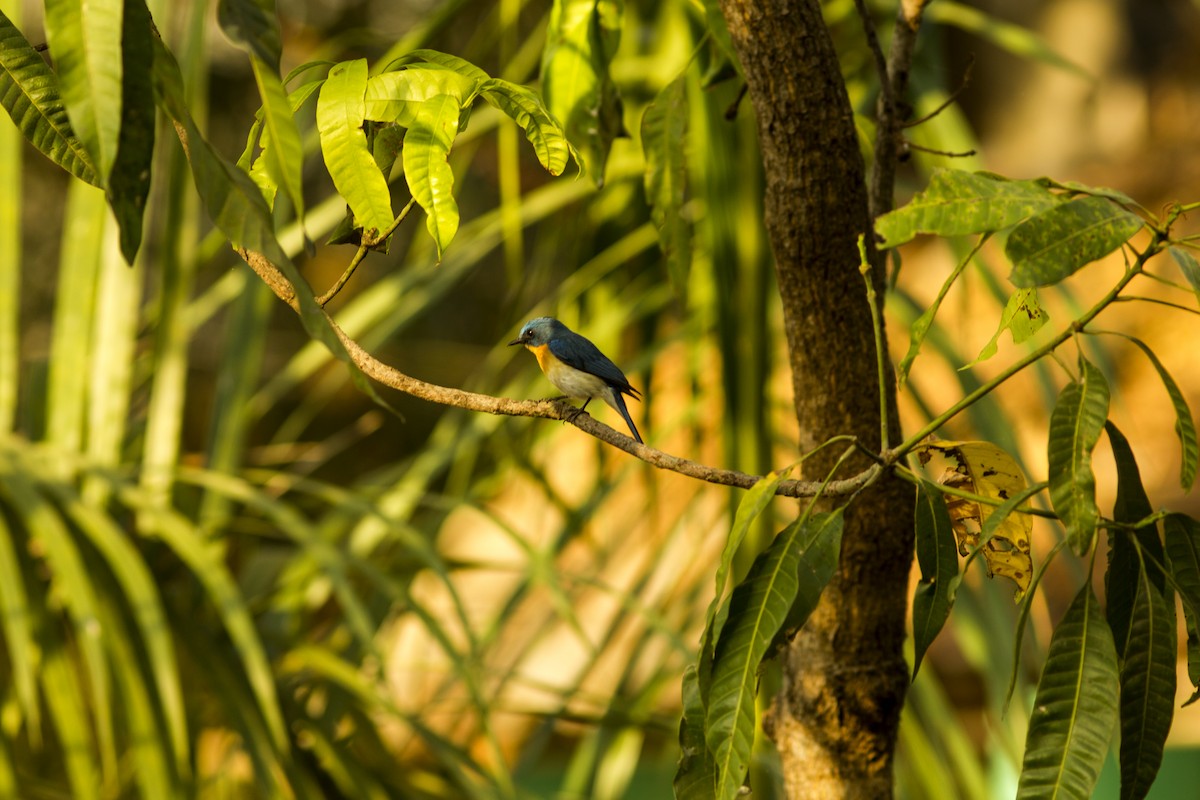 Tickell's Blue Flycatcher - ML441480561