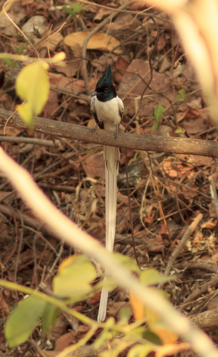 Indian Paradise-Flycatcher - ML441480851
