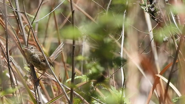 Prinia crinigère - ML441481821