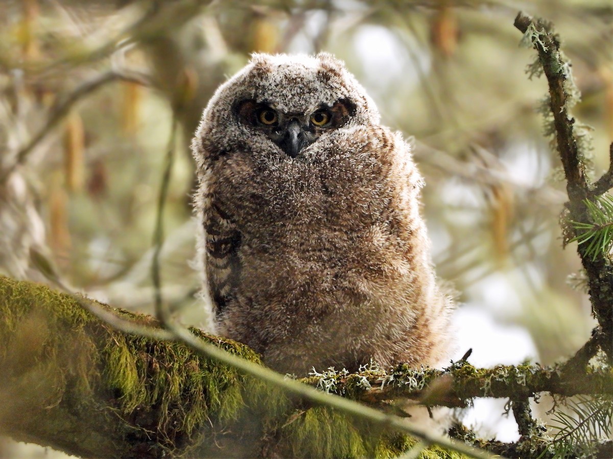 Great Horned Owl - ML441482851