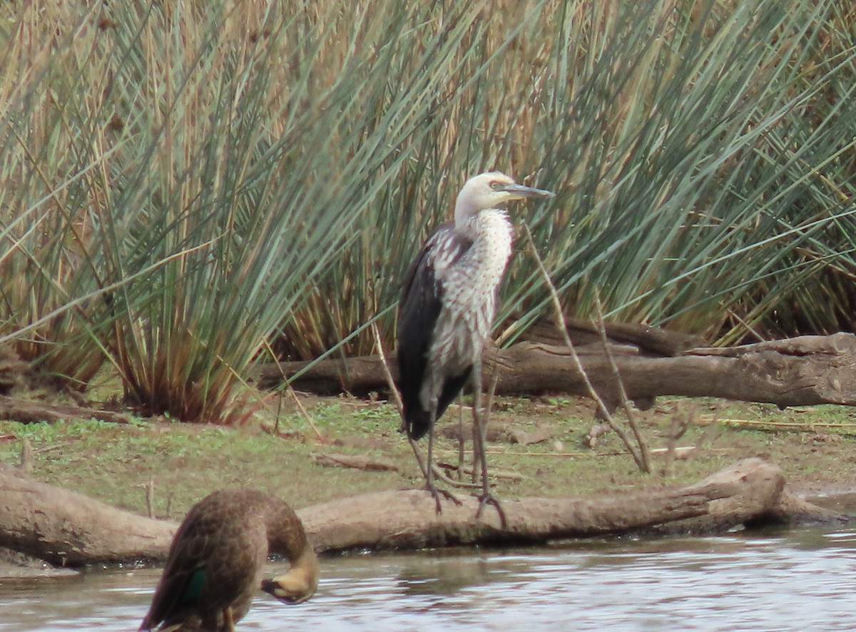Pacific Heron - ML441483161