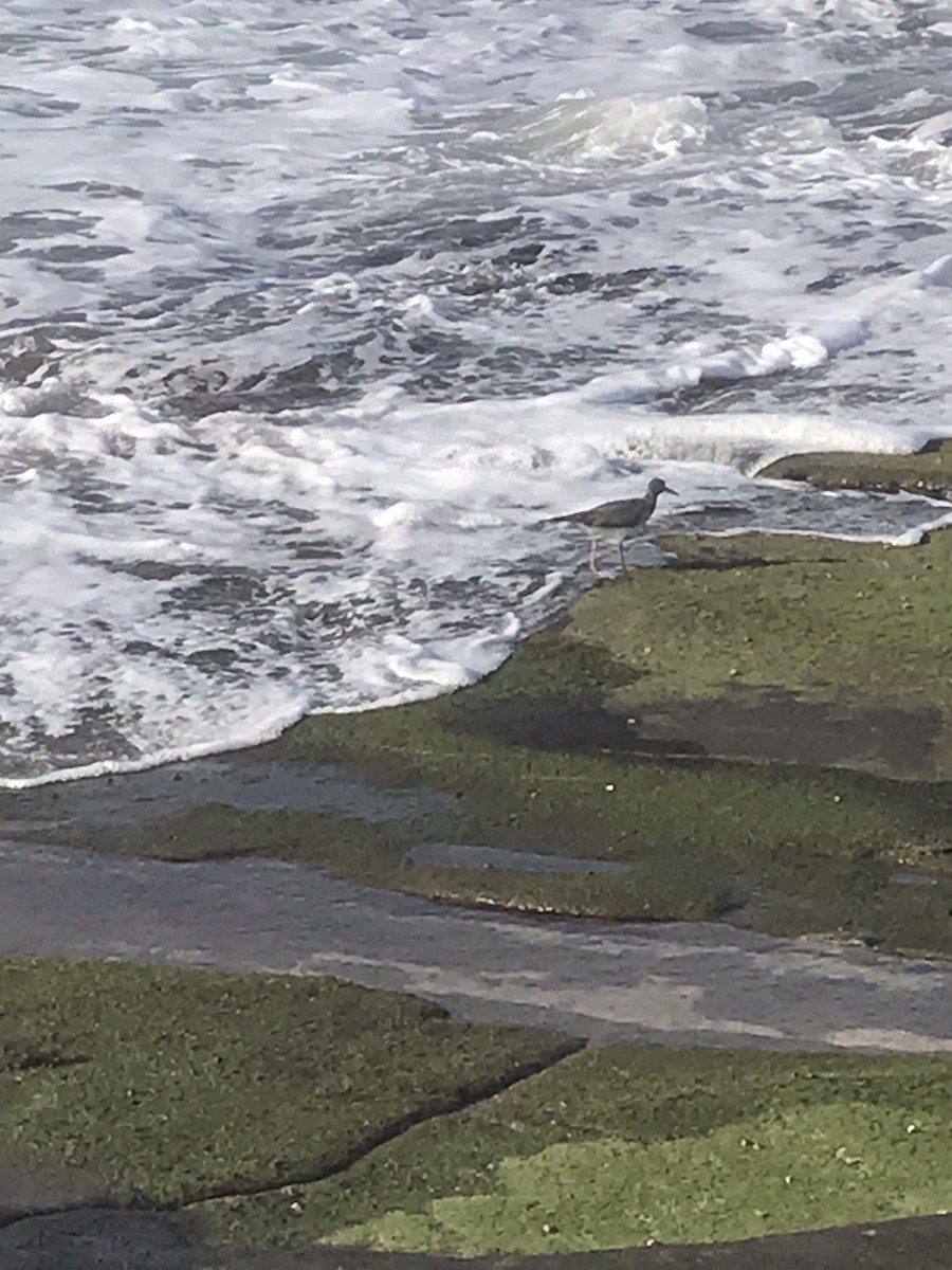 Wandering Tattler - ML441485241