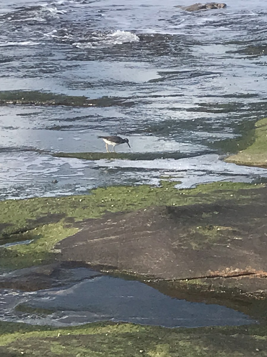 Wandering Tattler - Steve Cunningham