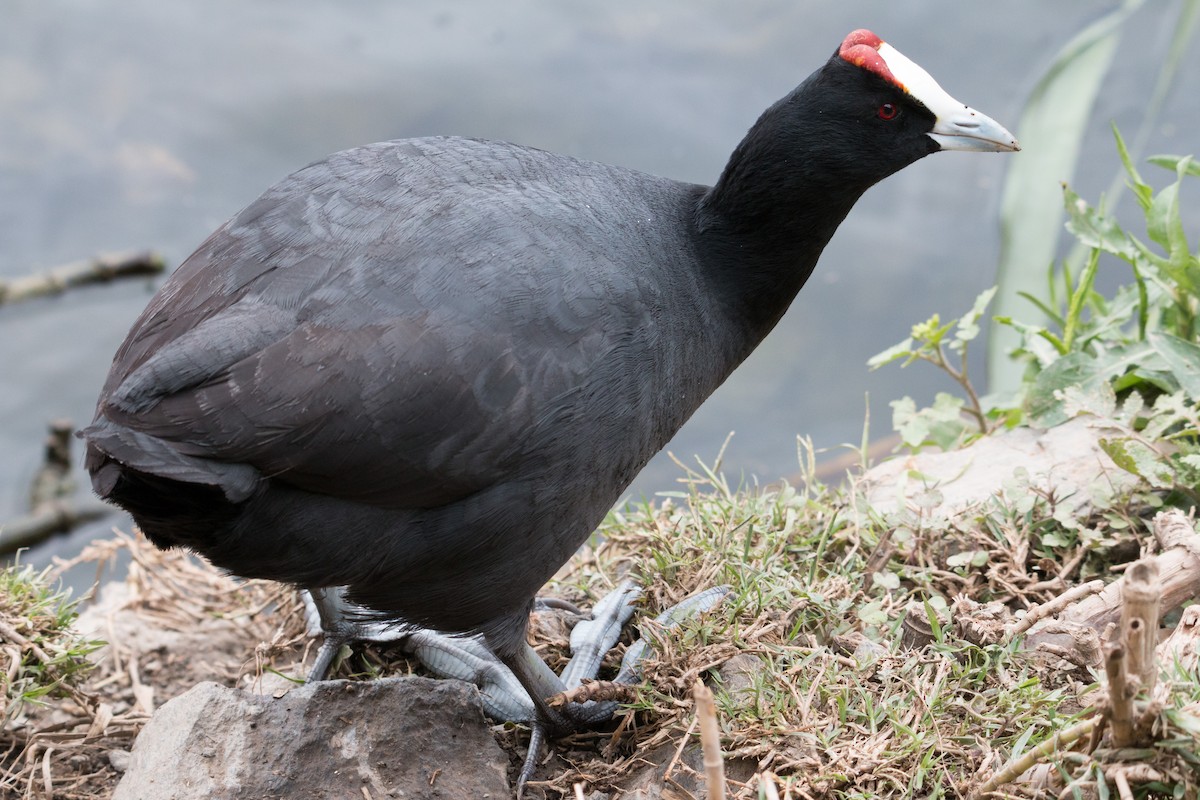 Red-knobbed Coot - Rubén López Baena