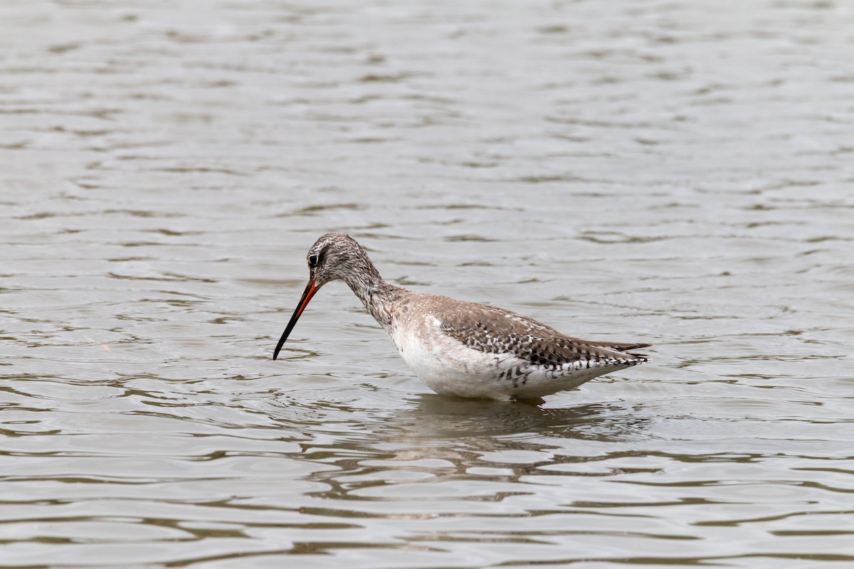 Spotted Redshank - ML441486071