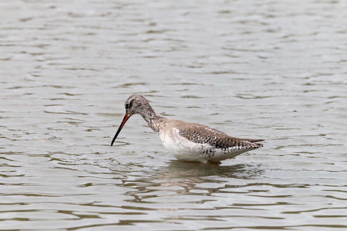 Spotted Redshank - Rubén López Baena