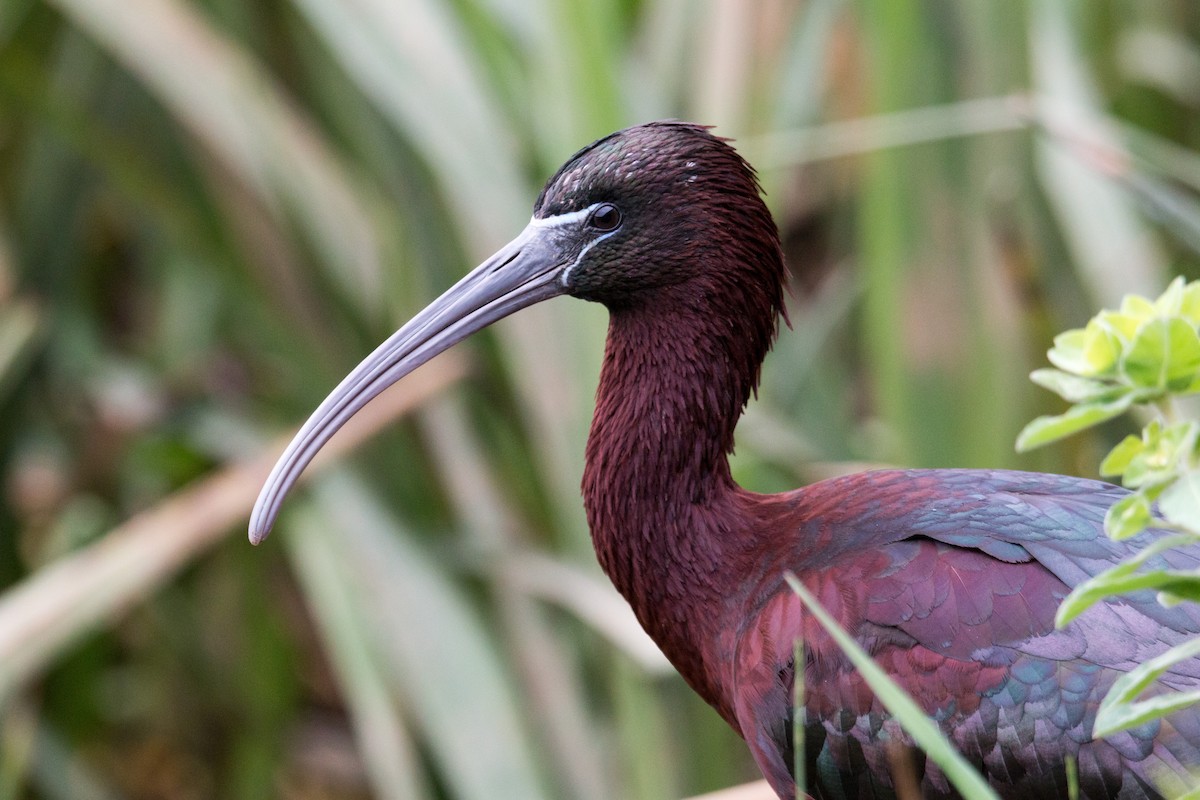 Glossy Ibis - ML441486111