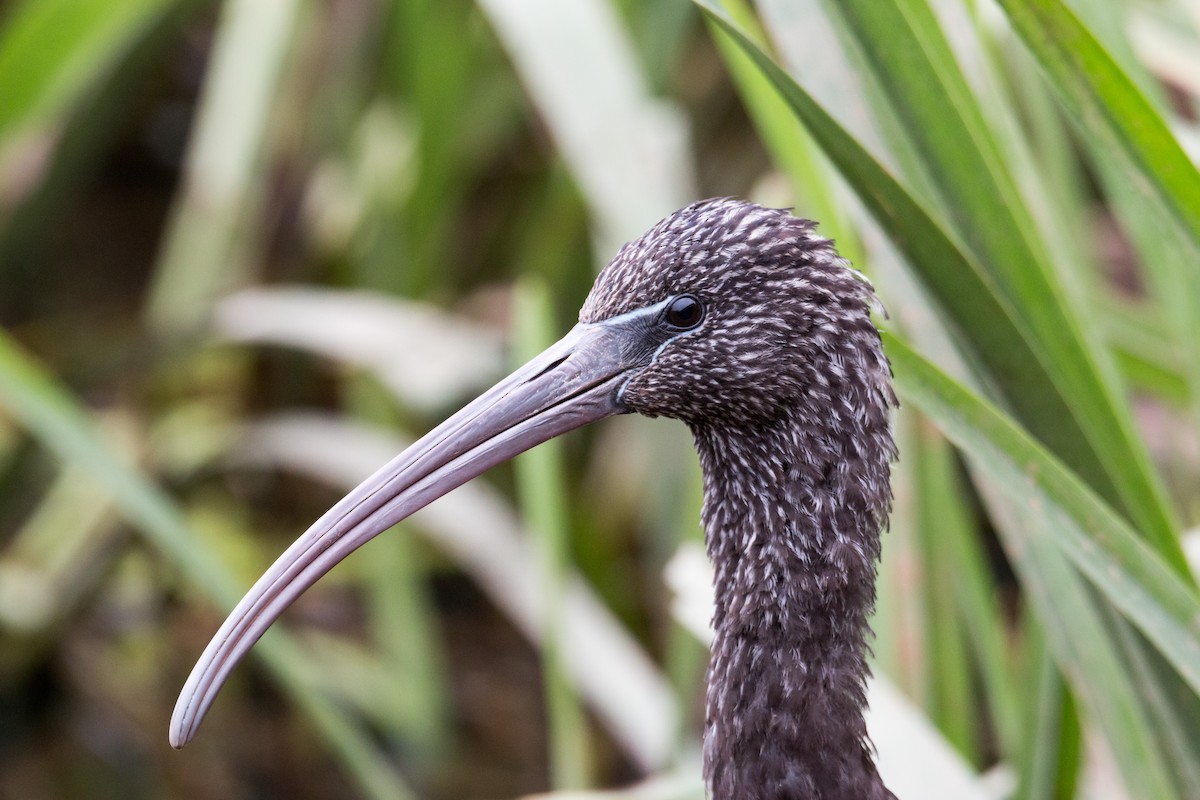 Glossy Ibis - ML441486181