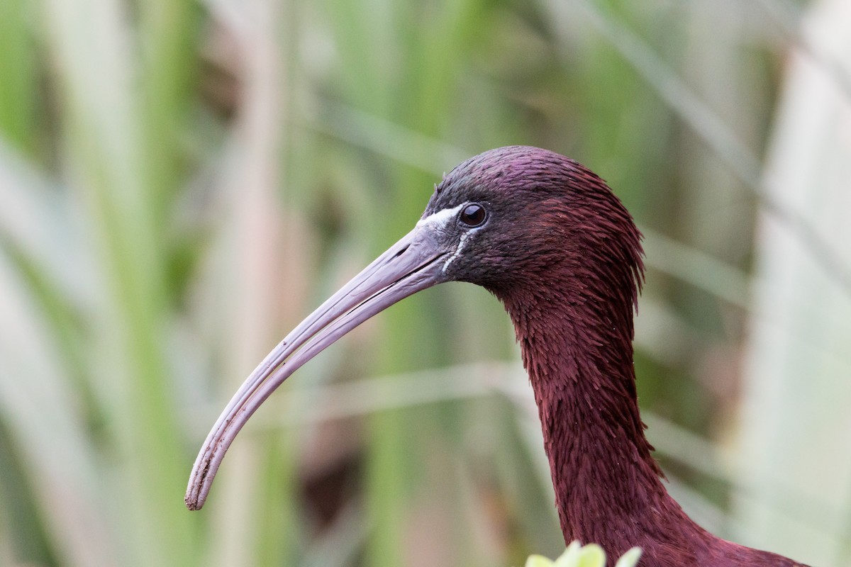 Glossy Ibis - ML441486271