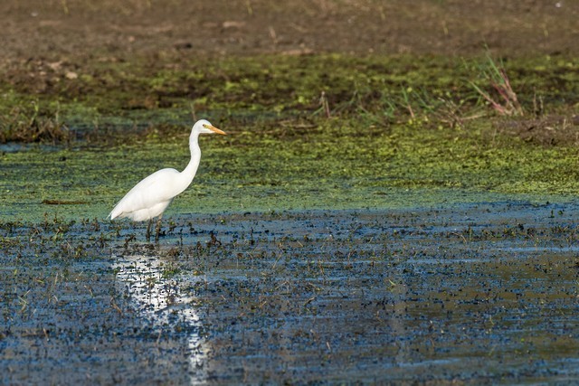 Medium Egret - Tom Backlund