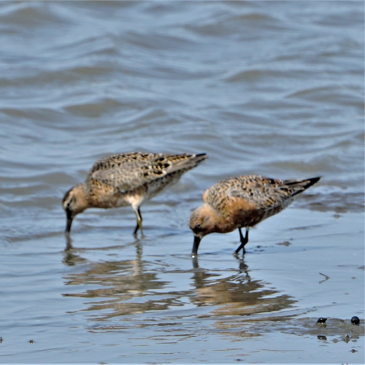 Red Knot - ML441487561