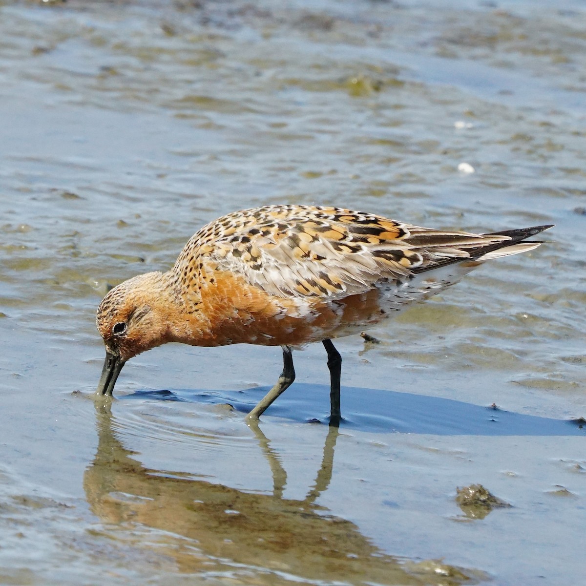 Red Knot - ML441487571
