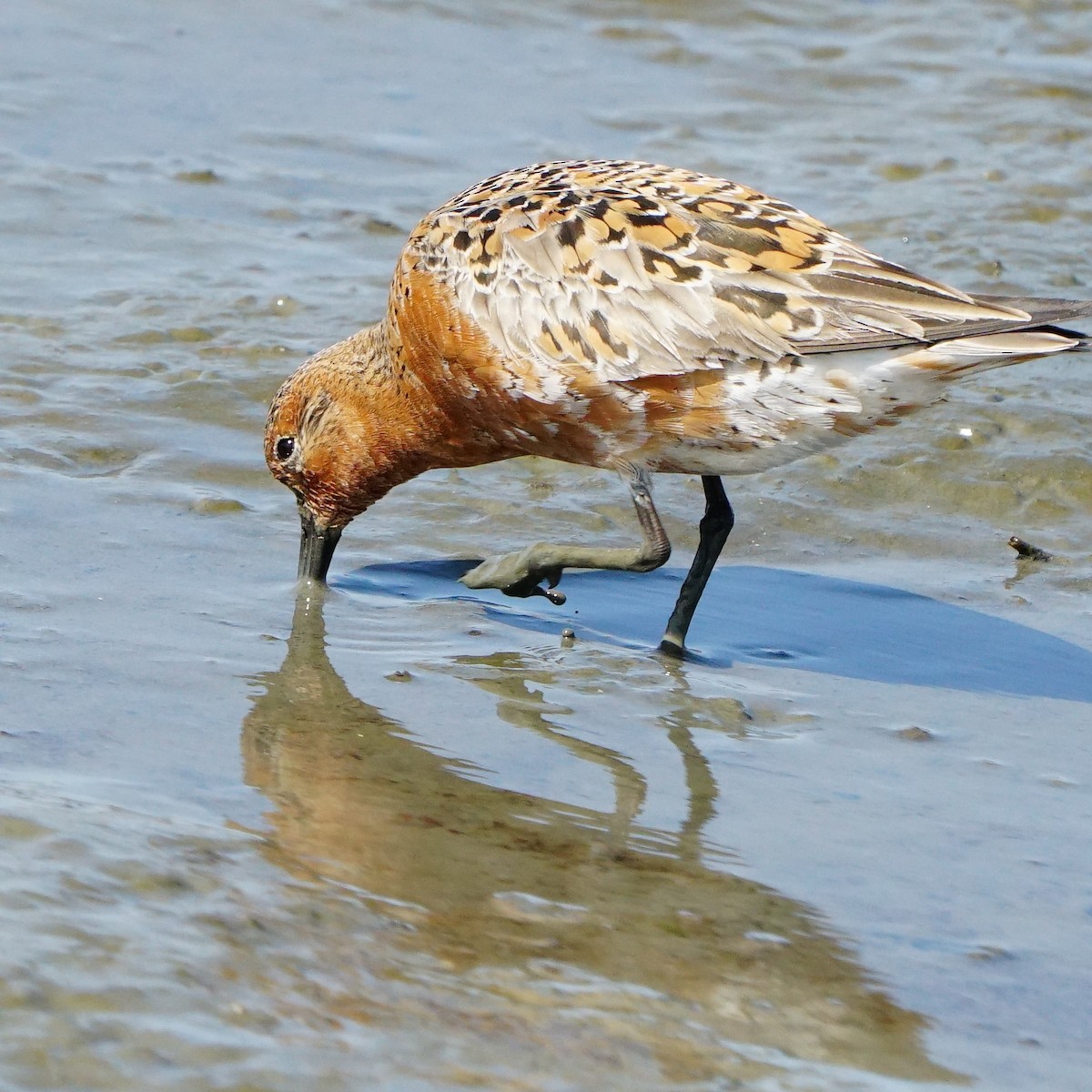 Red Knot - ML441487581