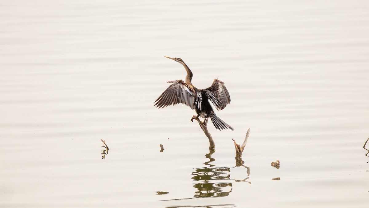 African Darter - ML441487641