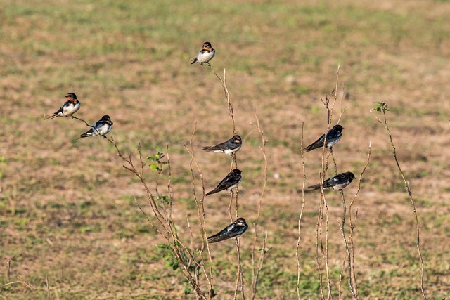 Barn Swallow - ML44148781