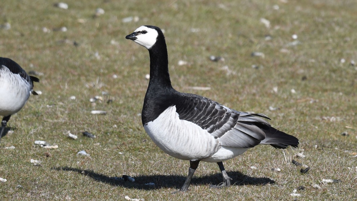 Barnacle Goose - ML441487951