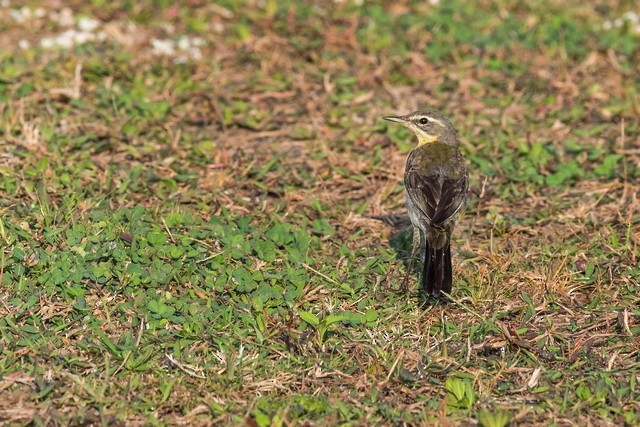 Eastern Yellow Wagtail - ML44148841