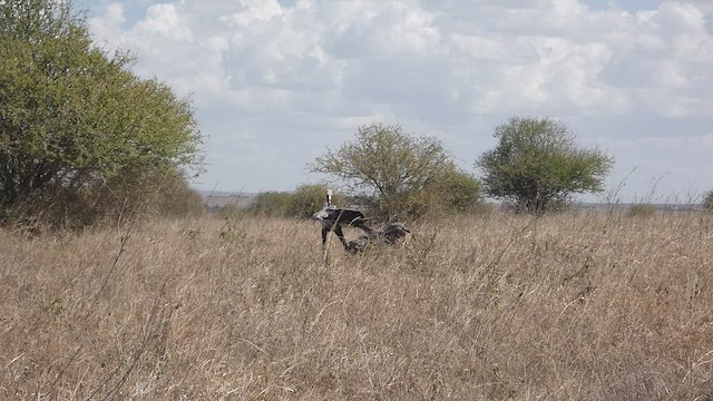 Secretarybird - ML441488501