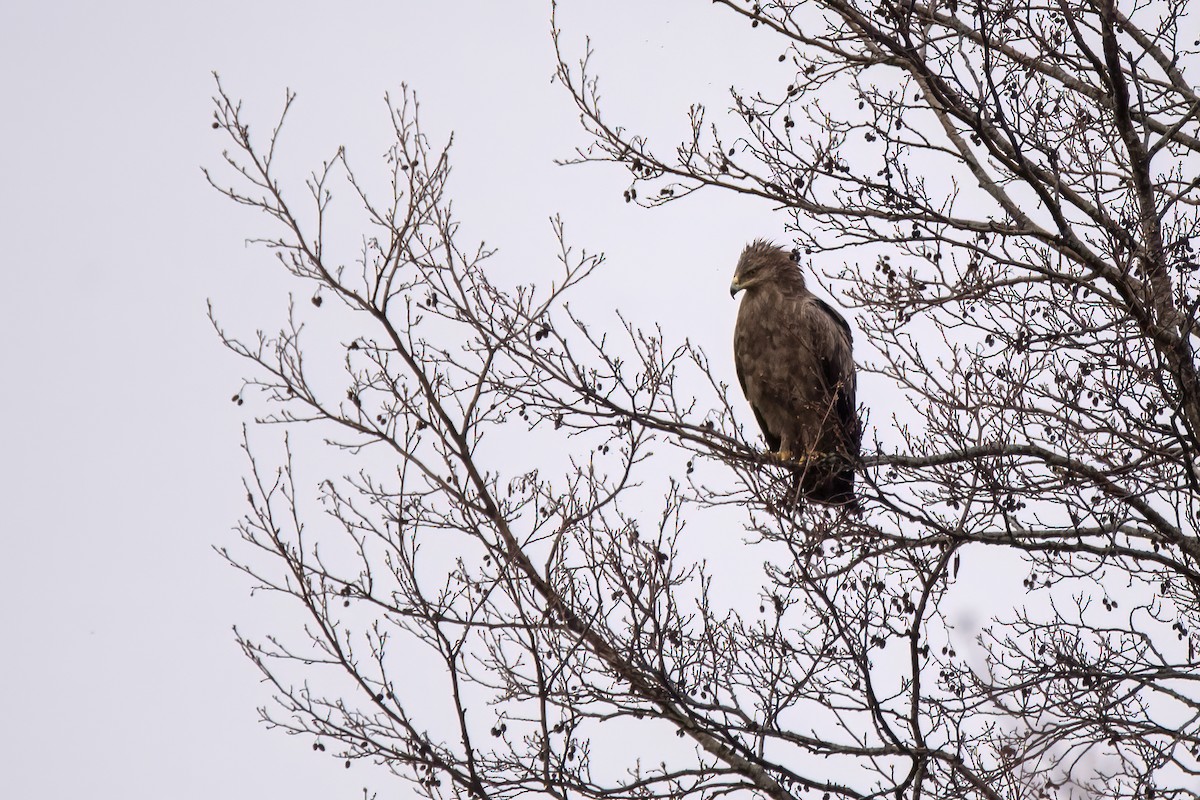 Lesser Spotted Eagle - Albertas Skirpstas