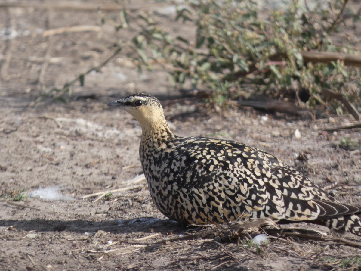 Yellow-throated Sandgrouse - ML441489011