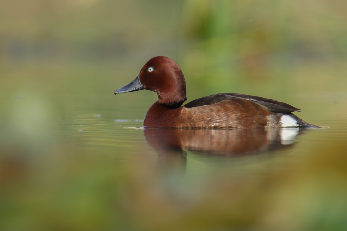 Ferruginous Duck - ML441489191