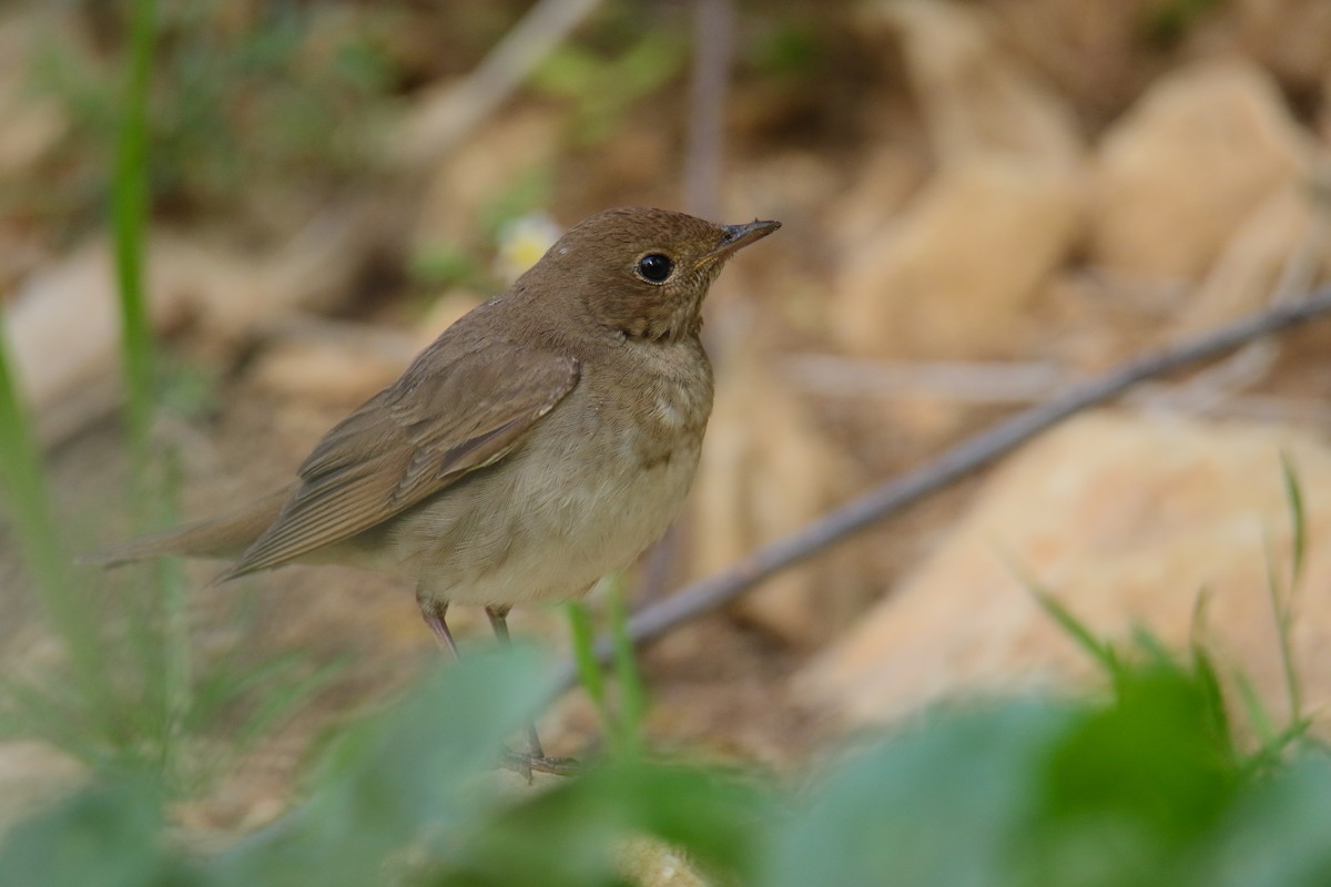 Thrush Nightingale - ML441489421