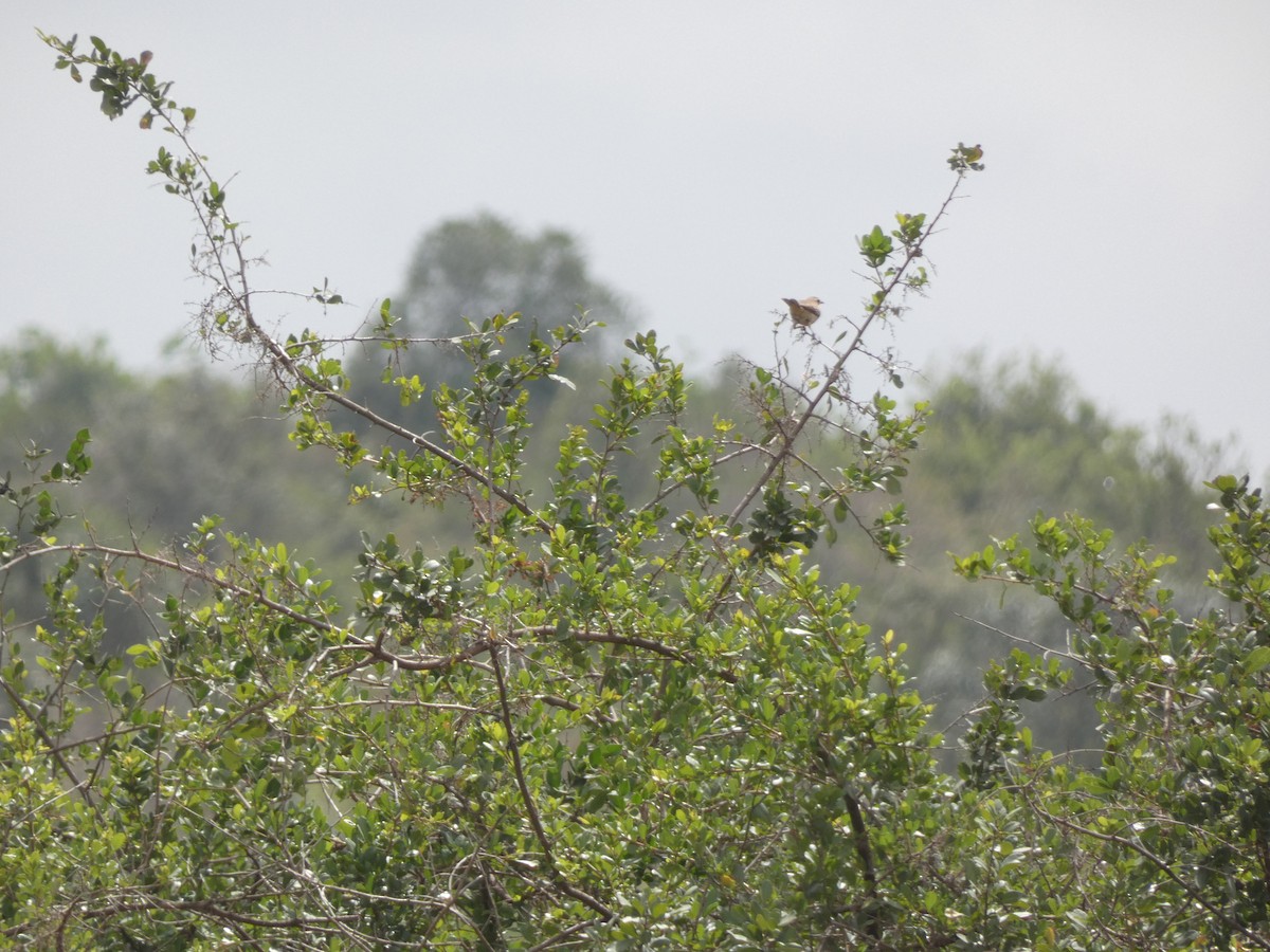 Long-billed Pipit (Nairobi) - ML441490631