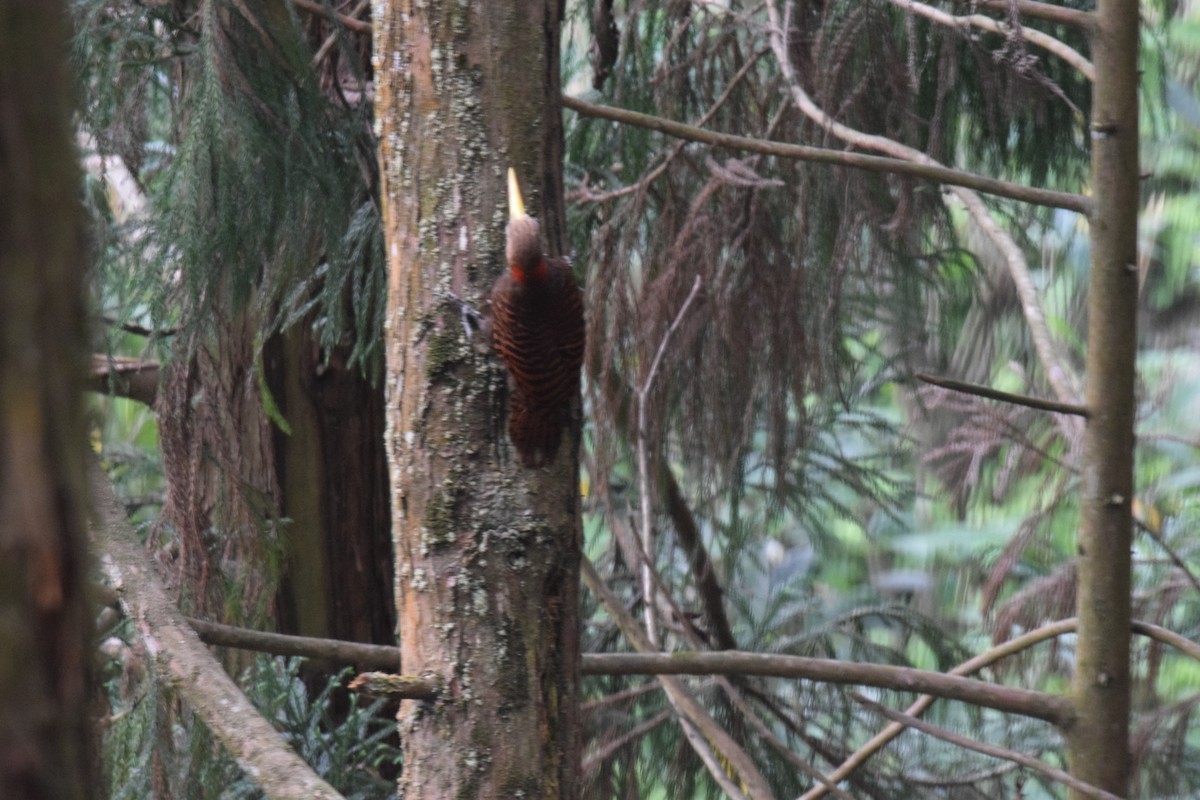 Bay Woodpecker - Preetam Roy