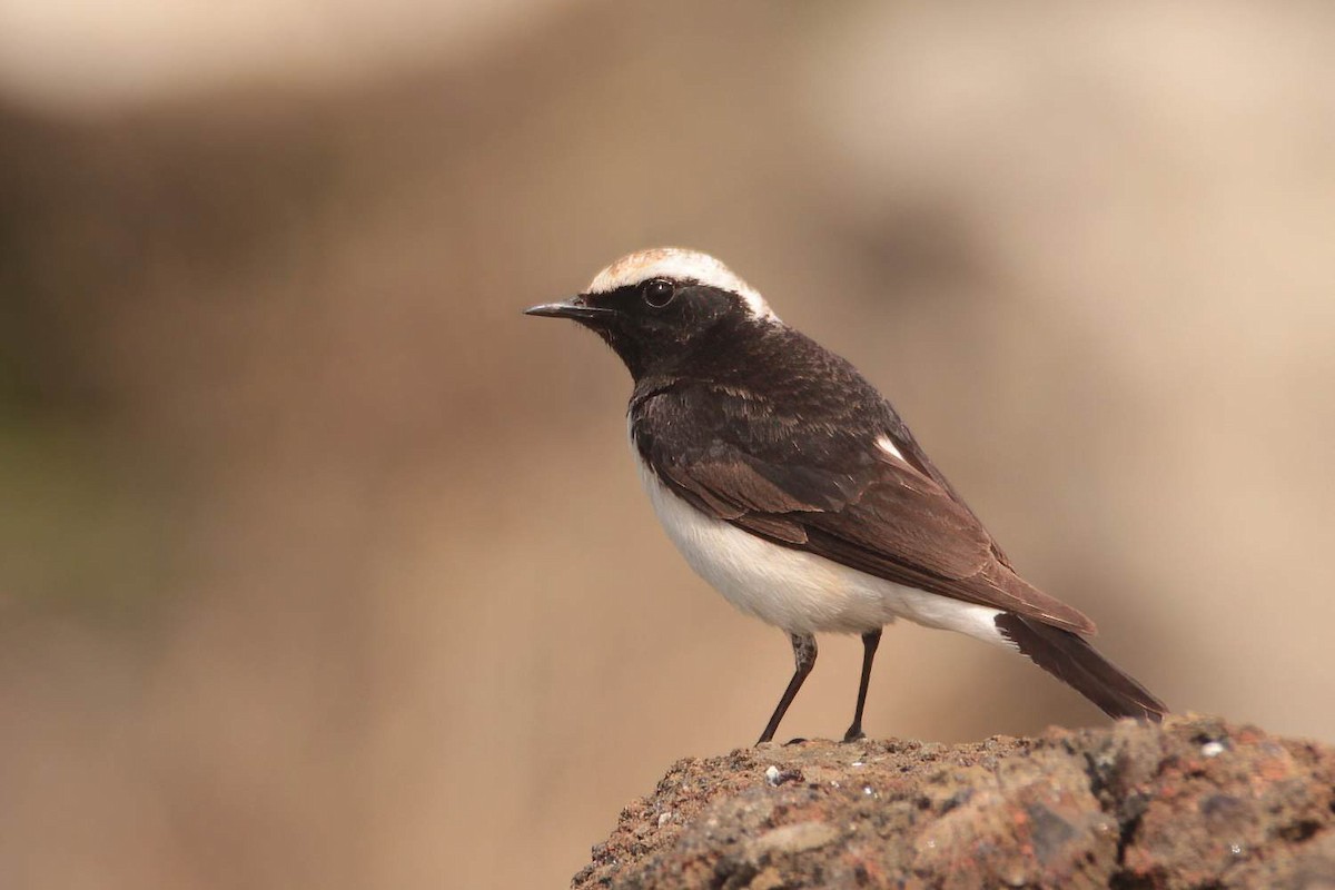 Pied Wheatear - ML441492071
