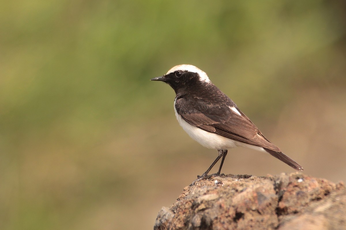 Pied Wheatear - Cenk Tatar