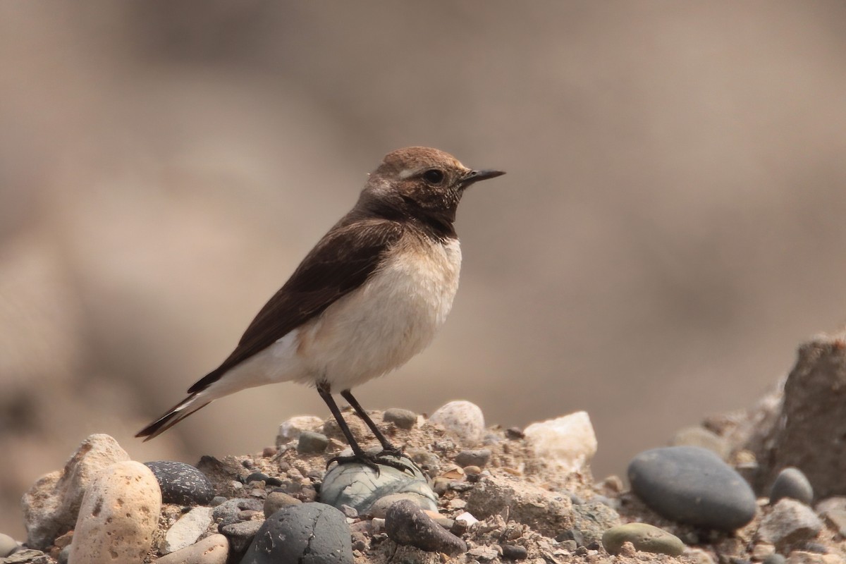 Pied Wheatear - ML441492121