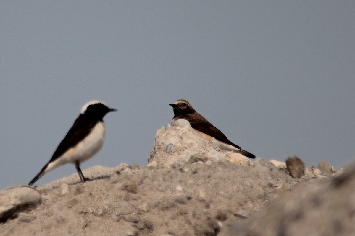 Pied Wheatear - ML441492151