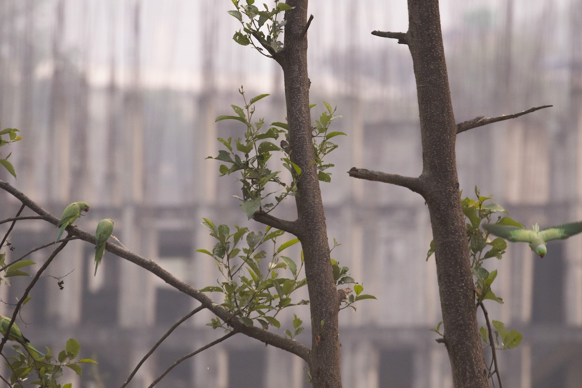 Rose-ringed Parakeet - ML441492631