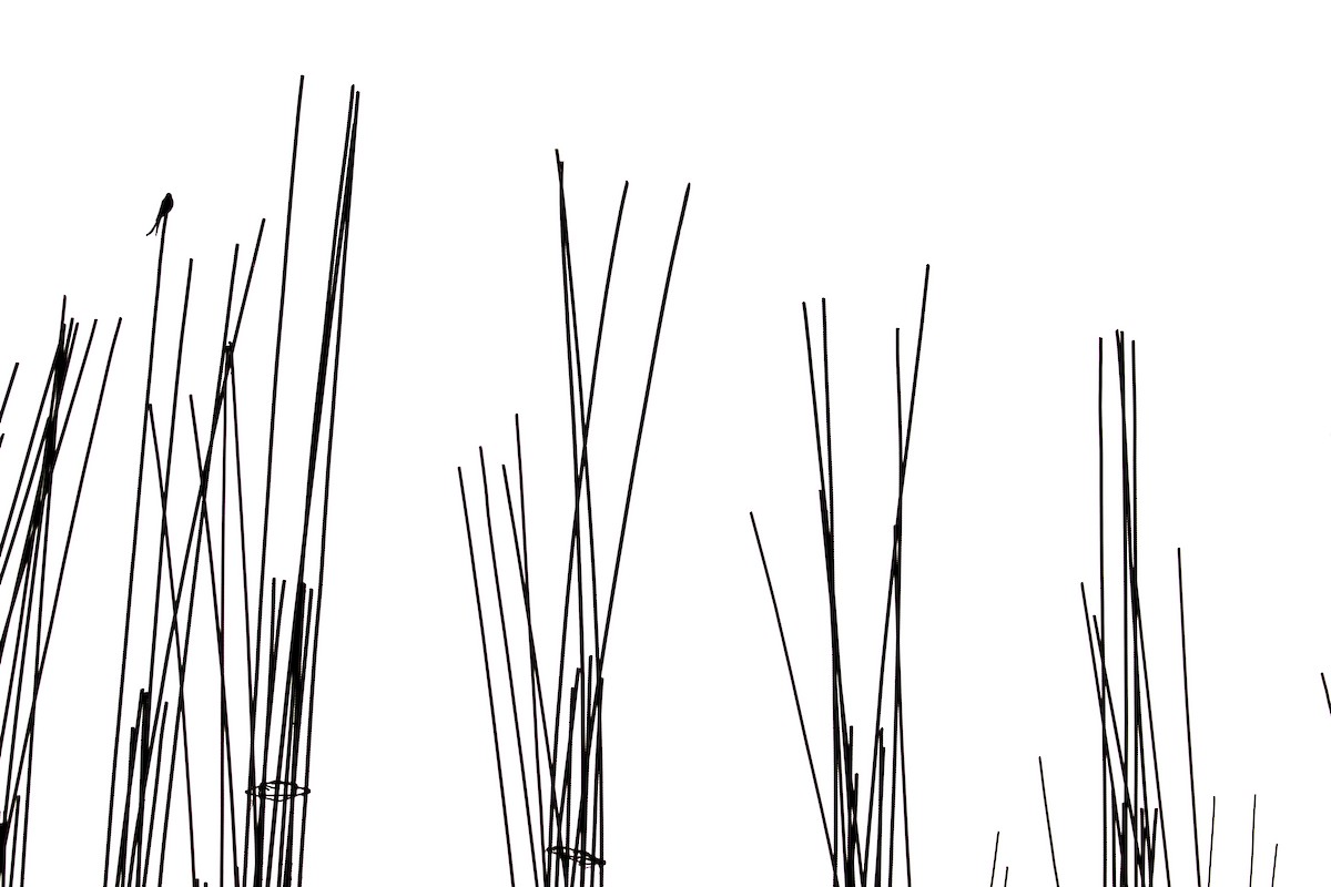 Хар доронго - ML441492691