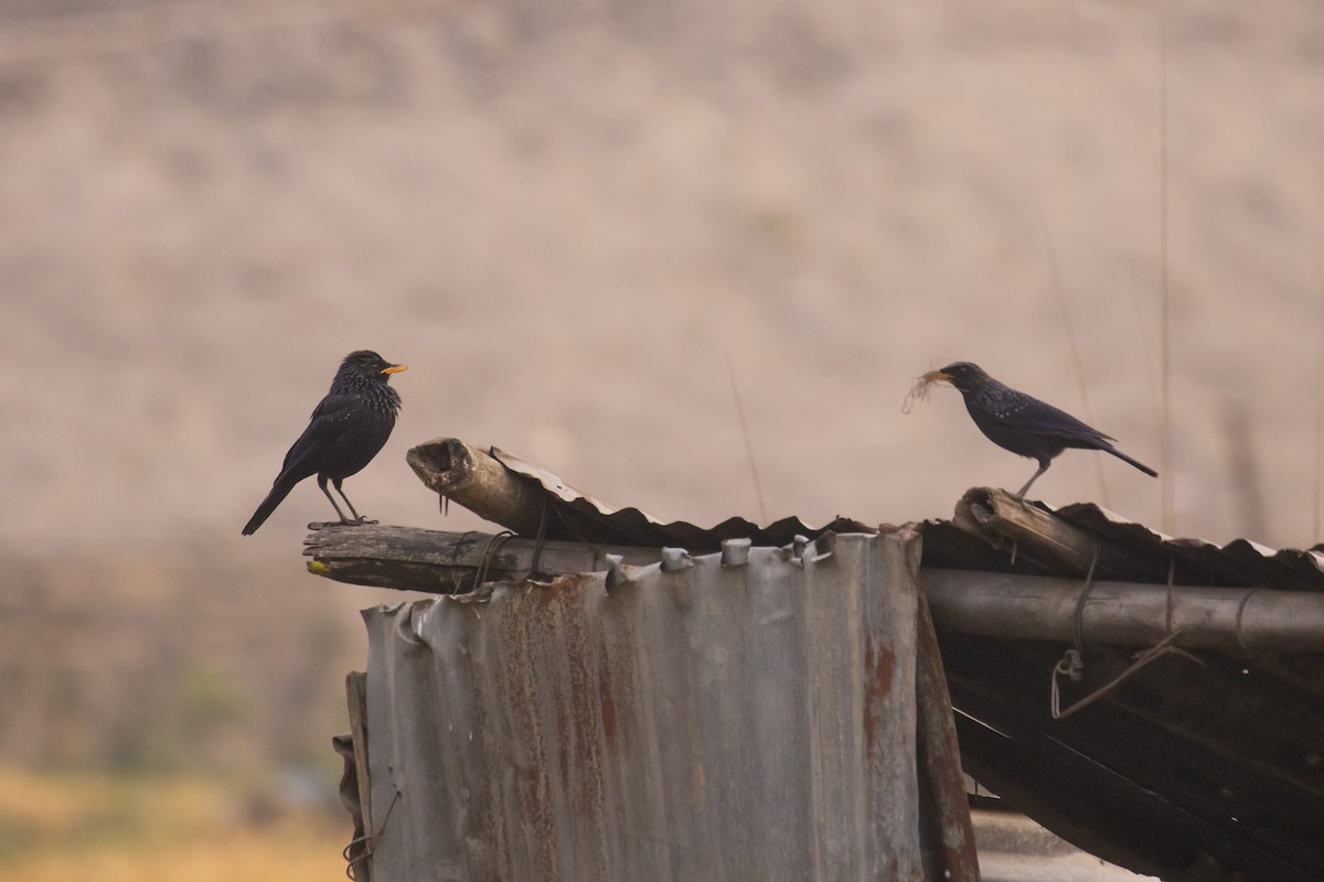 Нил исгэрээ хөөндэй - ML441492771