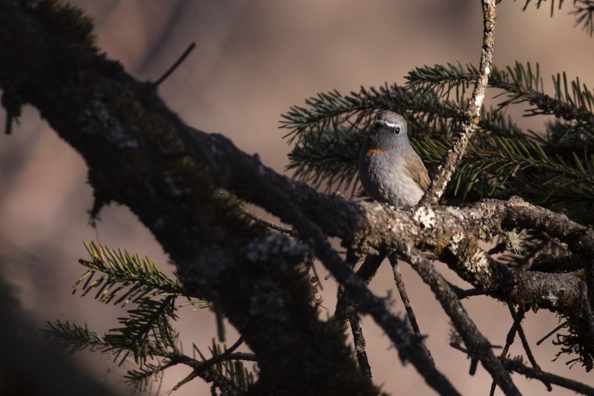 Rufous-gorgeted Flycatcher - ML441492871