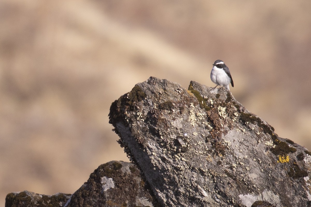 Gray Bushchat - ML441492891
