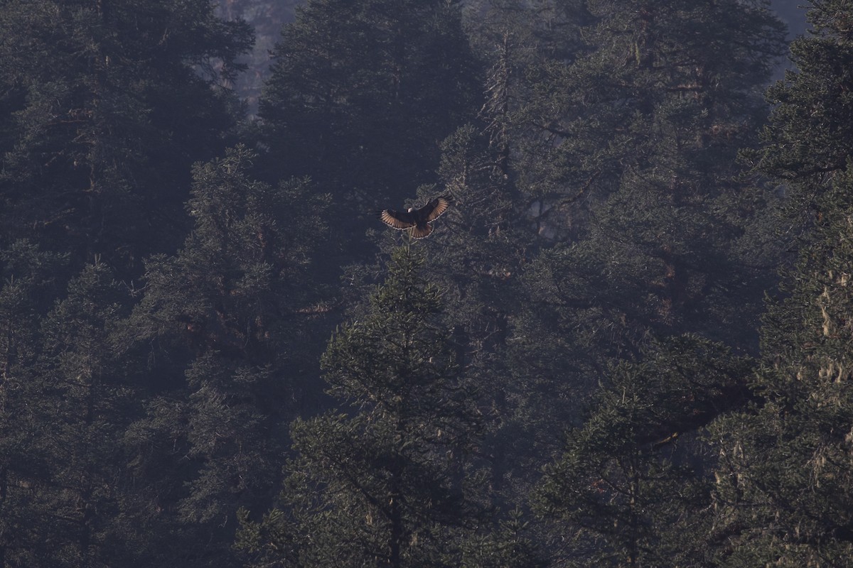 Himalayan Buzzard - ML441492901