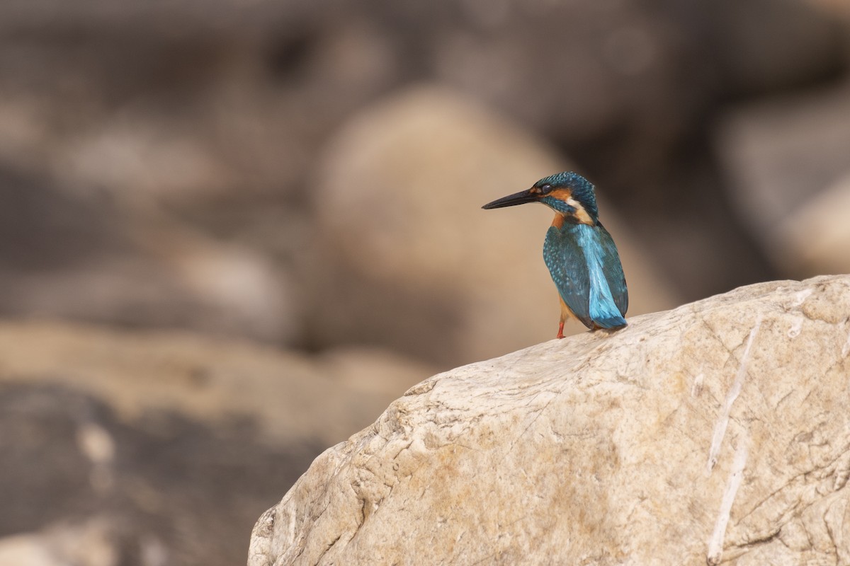 Common Kingfisher - ML441492961