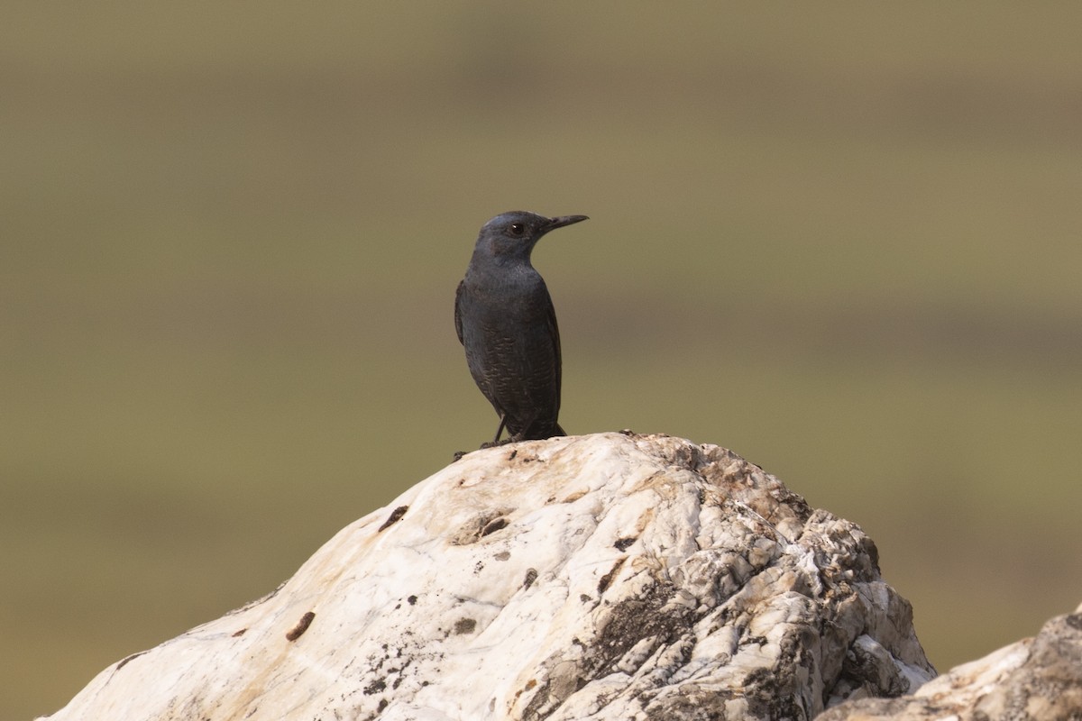 Blue Rock-Thrush - ML441492991