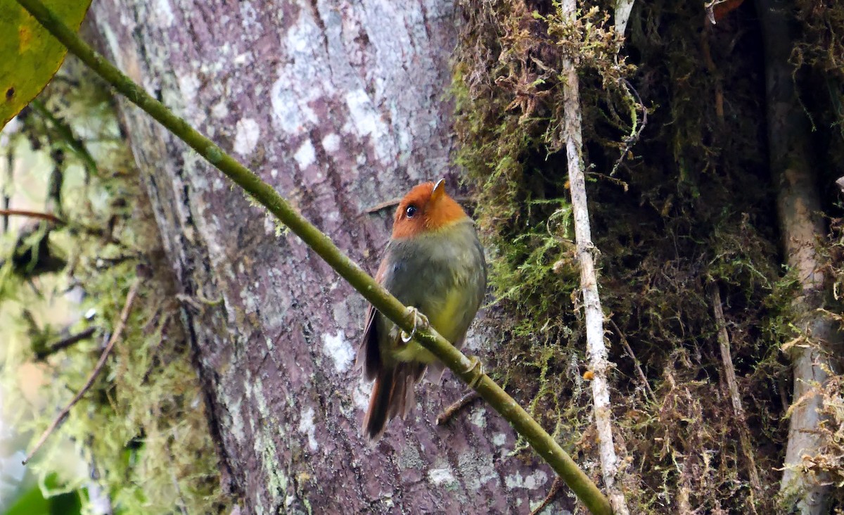 Rufous-headed Pygmy-Tyrant - Josep del Hoyo