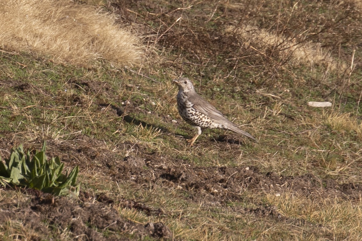 Бужмаг хөөндэй - ML441493101