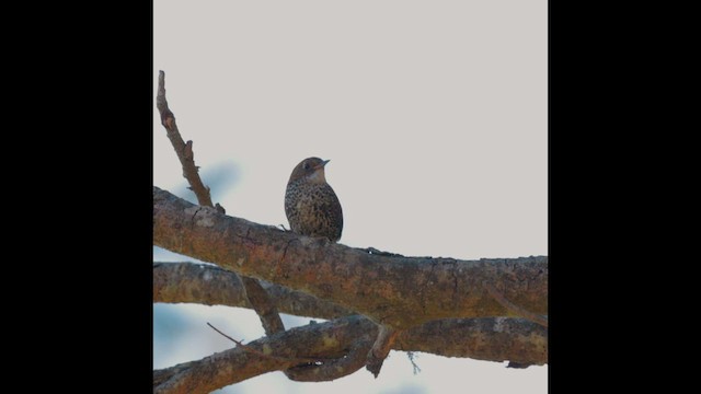 Scaly-breasted Cupwing (Himalayan) - ML441493131