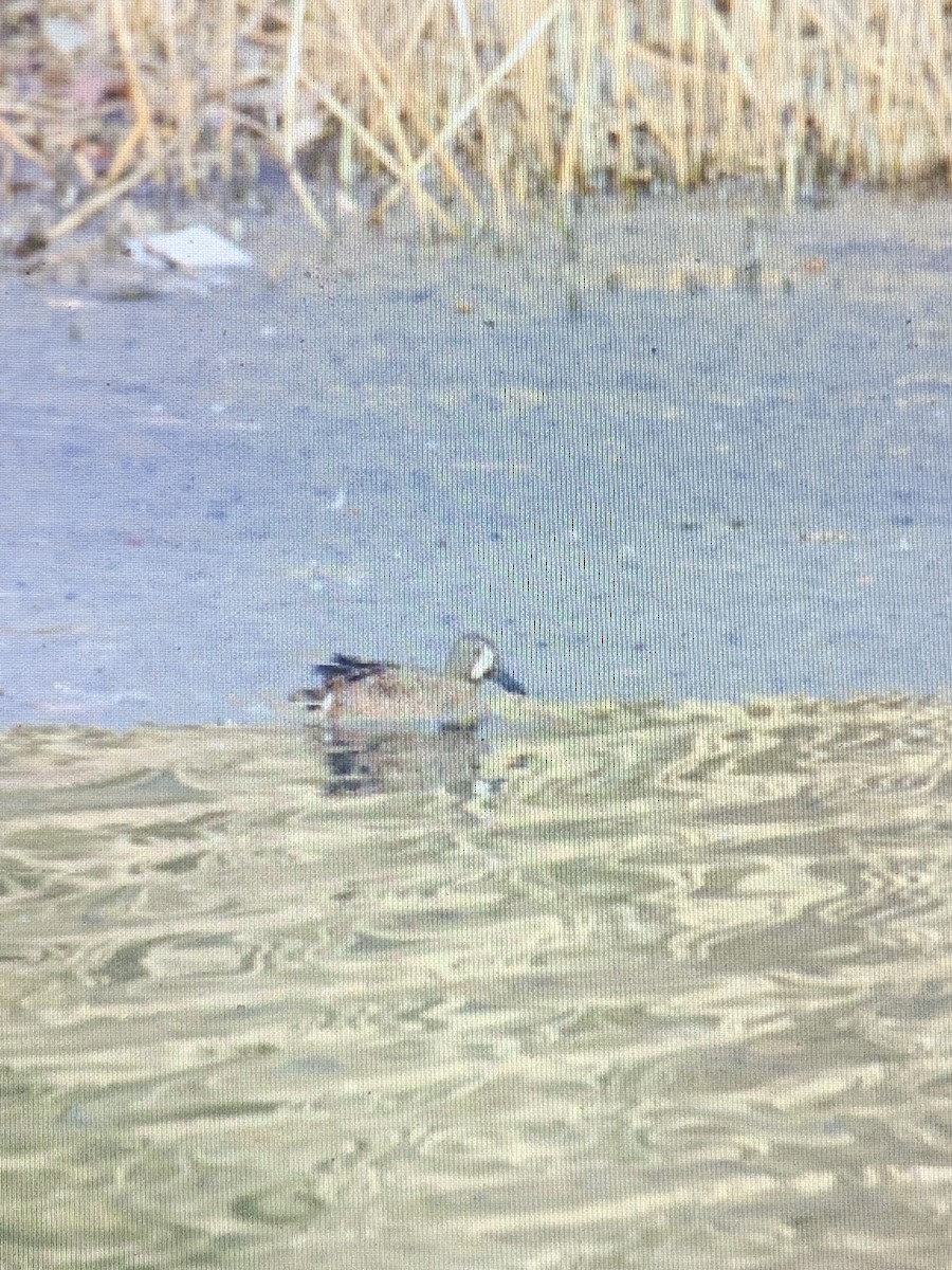 Blue-winged Teal - ML441493281