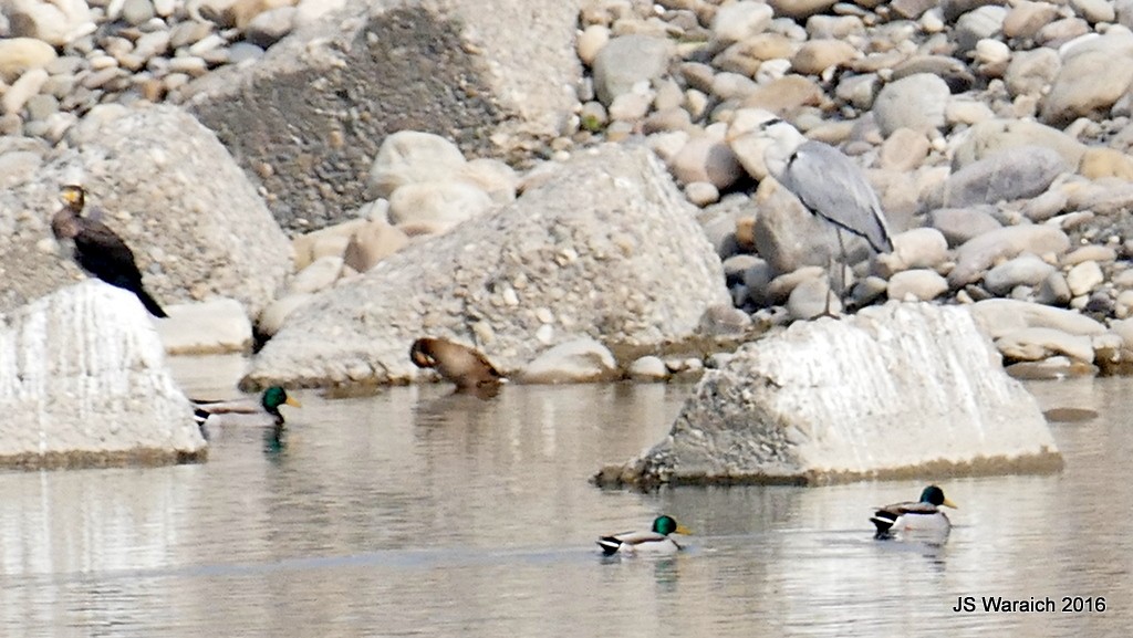 Зэрлэг нугас - ML44149461