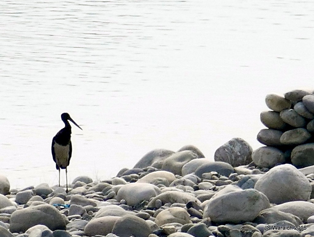 Хар өрөвтас - ML44149501