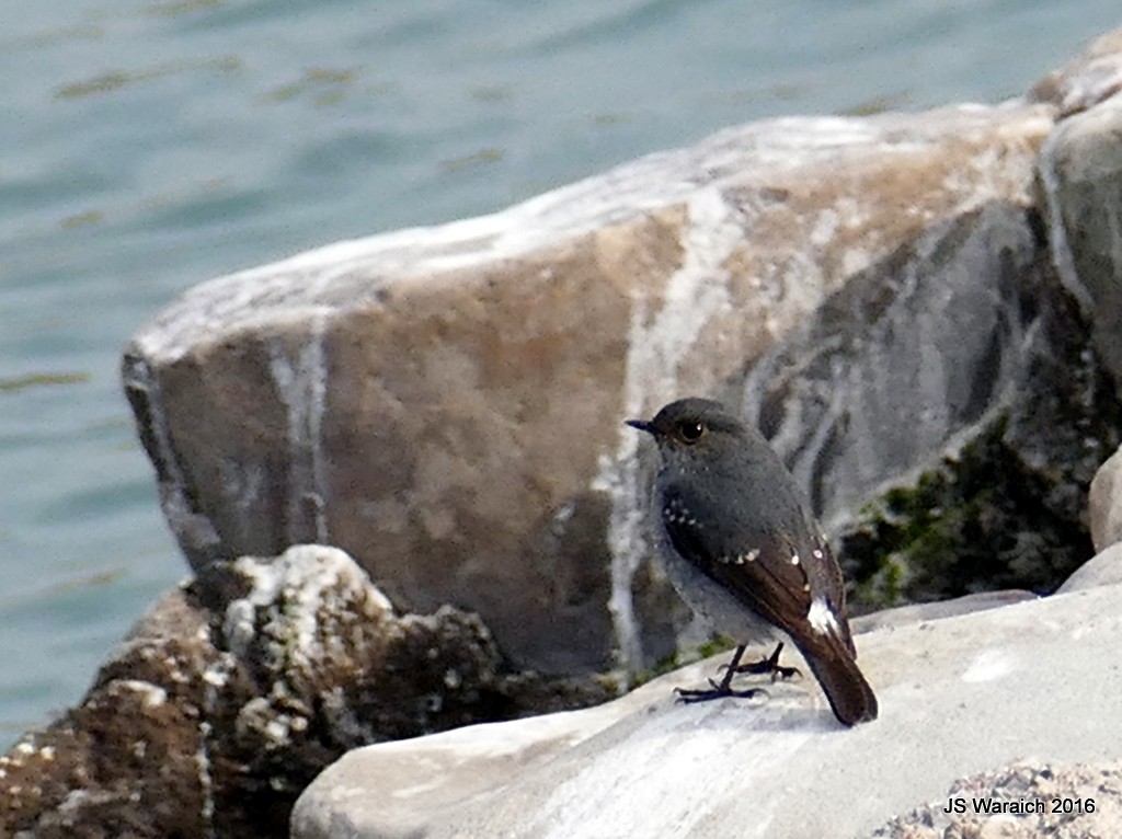 Plumbeous Redstart - ML44149521