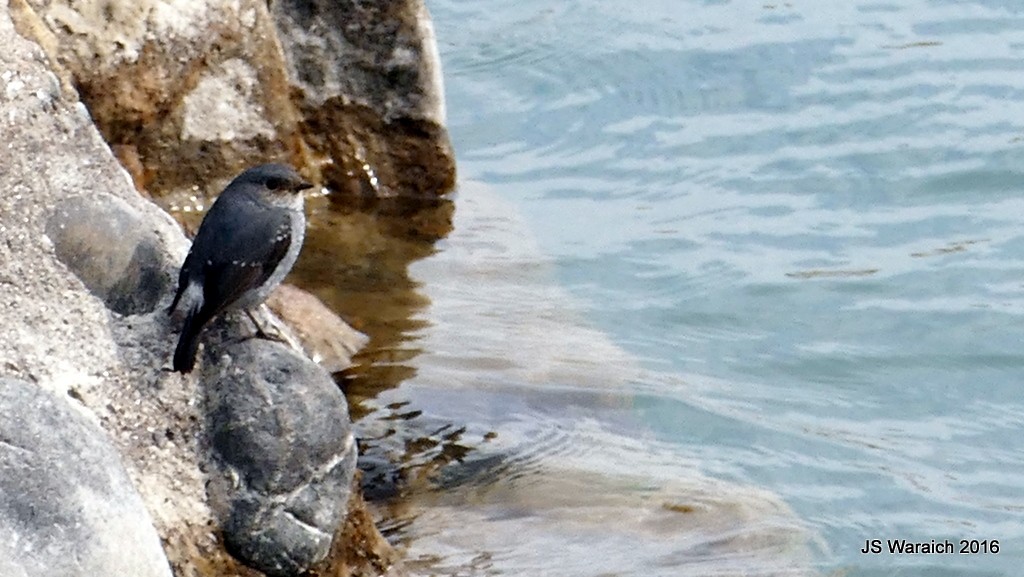 Plumbeous Redstart - ML44149531