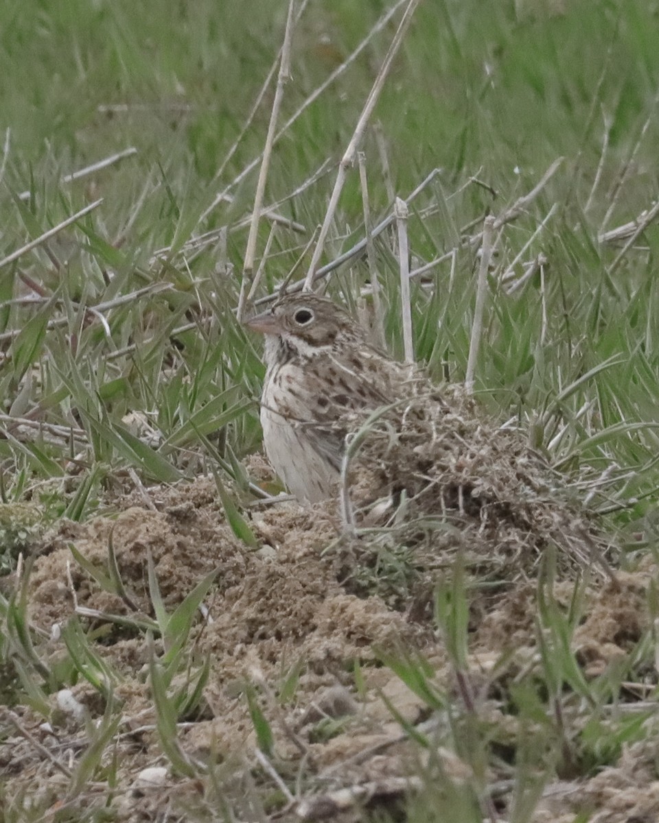 Vesper Sparrow - ML441496021